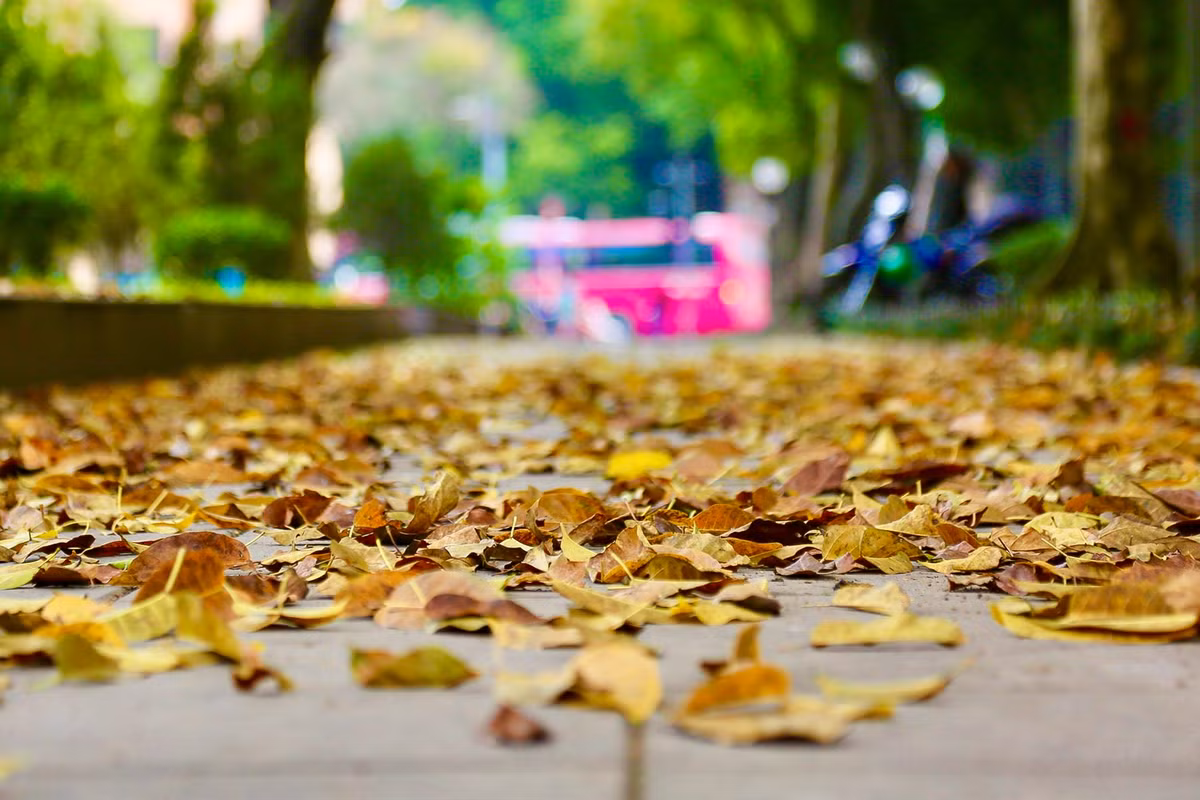 Con đường trải thảm lá vàng tạo thành một bức tranh đẹp của Hà Nội mỗi khi giao mùa.