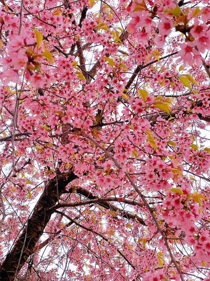 Con duong than thanh o Ha Giang co hang mai anh dao ruc ro-Hinh-7