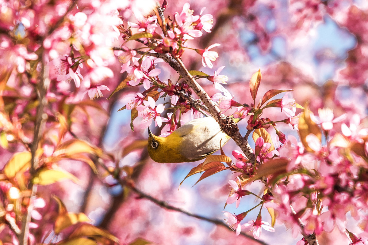 Con duong than thanh o Ha Giang co hang mai anh dao ruc ro-Hinh-12