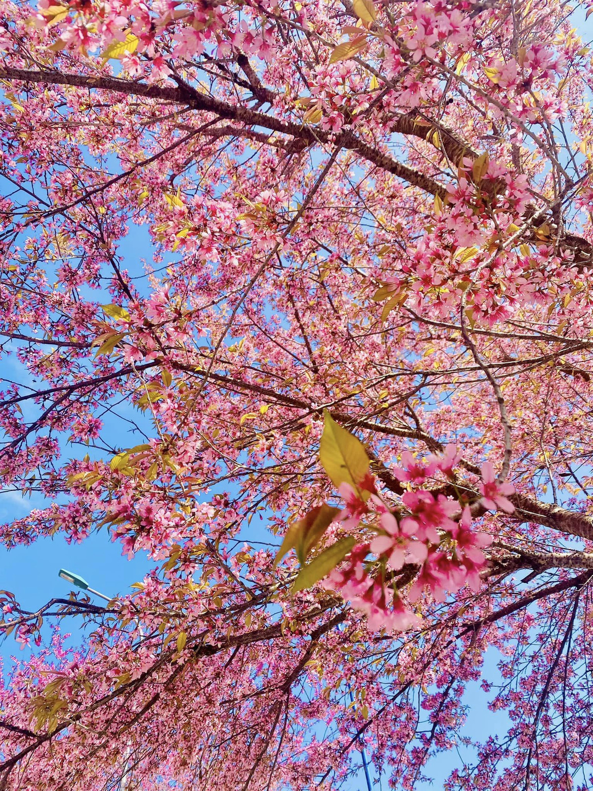 Con duong than thanh o Ha Giang co hang mai anh dao ruc ro-Hinh-8