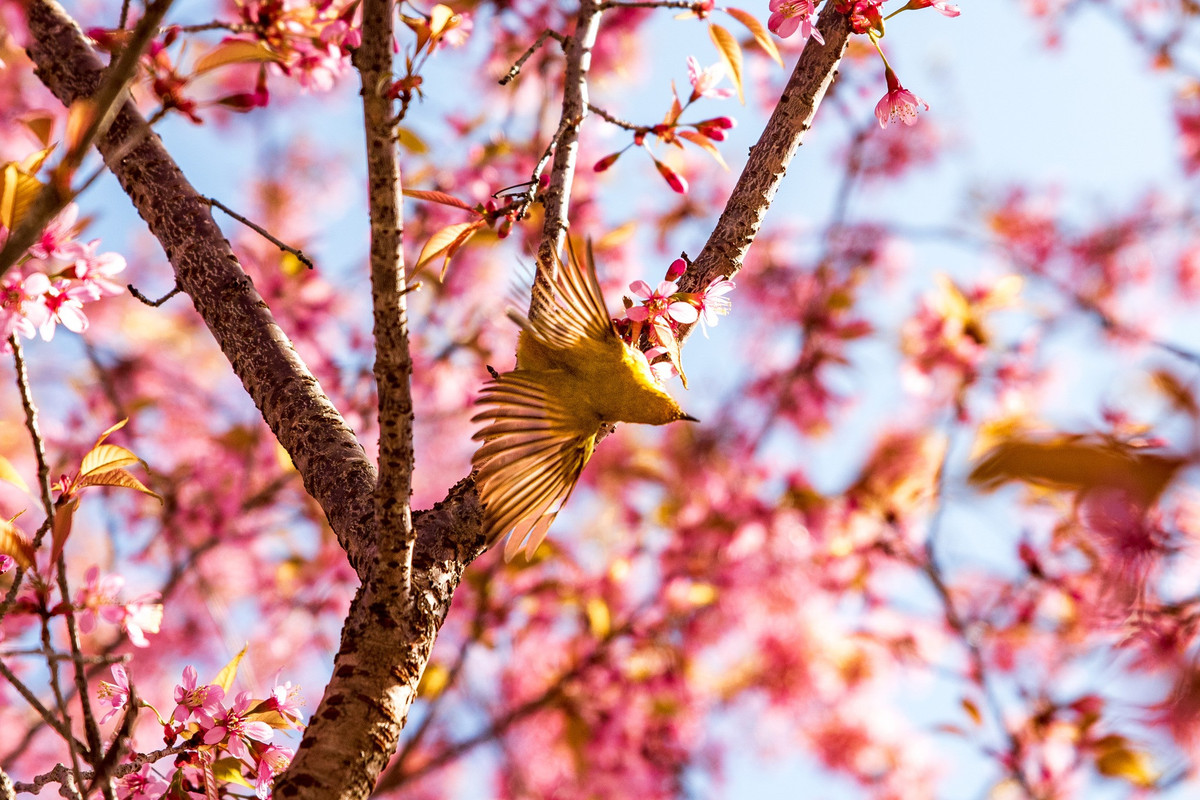 Con duong than thanh o Ha Giang co hang mai anh dao ruc ro-Hinh-2