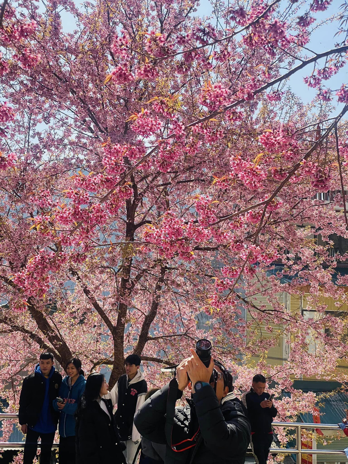 Con duong than thanh o Ha Giang co hang mai anh dao ruc ro-Hinh-5