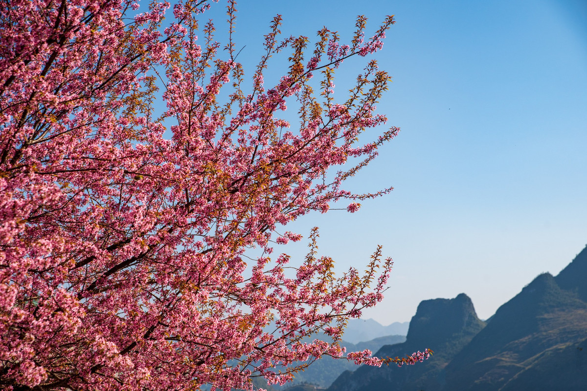 Con duong than thanh o Ha Giang co hang mai anh dao ruc ro-Hinh-6