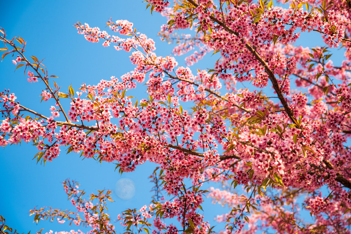 Con duong than thanh o Ha Giang co hang mai anh dao ruc ro-Hinh-3