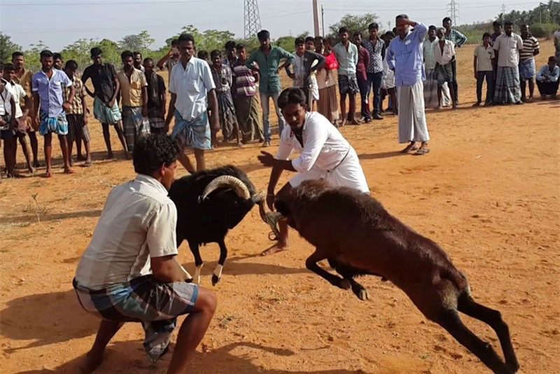 Man choi de “tan khoc” o An Do: Ke phan khich, nguoi phan no