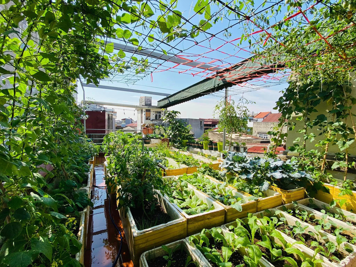 Niềm đam mê của chị Thơm là trồng cây xanh trong nhà. Sống ở thành phố nhiều tường bê tông, không khí ngột ngạt, chật chội lại xô bồ nên chị Thơm thích các khoảng xanh nhỏ được xây dựng trong nhà. Nghĩ là làm, chị tạo ra một khu vườn rau xanh ngay trên chính sân thượng của gia đình. Rau được trồng trong các thùng xốp, rồi phân chia theo hàng ngay ngắn thẳng tắp
