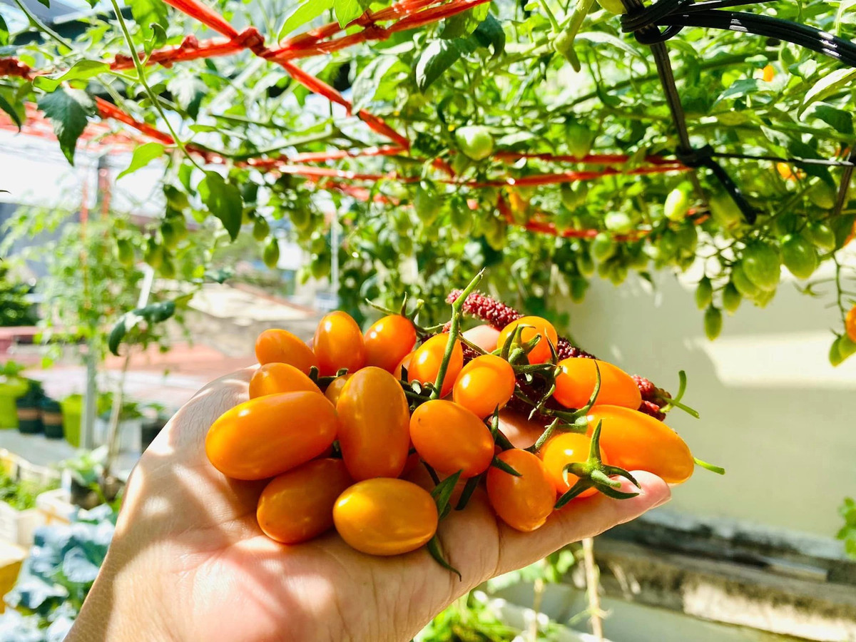 Chị Thơm phủ xanh khu vườn này bằng các loại cây theo mùa. Cứ mùa nào là rau đấy, rất nhiều loại cây cho lá, cho quả được chị lựa chọn để trồng vào đây. Chị trồng cà chua bi lên sum suê, thu hoạch ăn không hết.