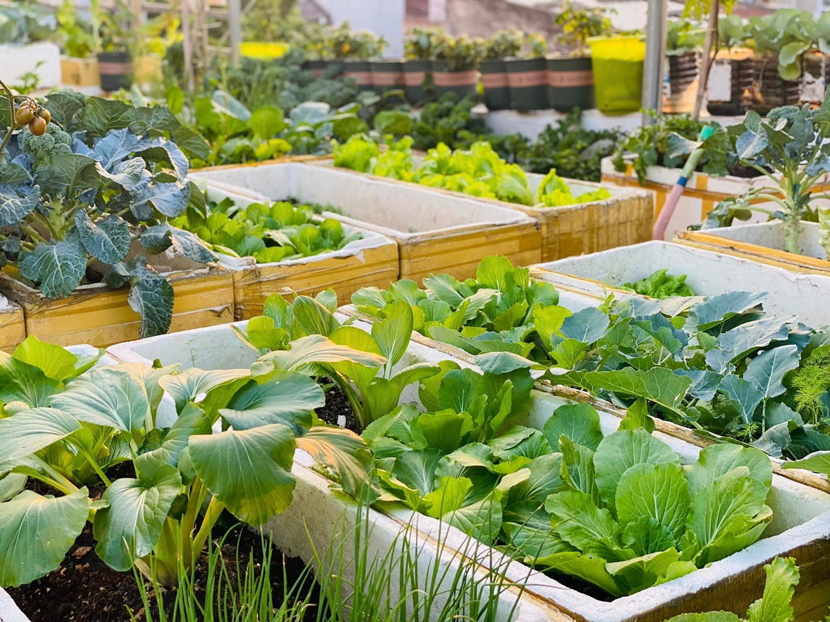 hị Thơm còn trồng thêm cả rau cải, súp lơ, bắp cải, xà lách,... Không phải là nhà nông nghiệp nghiên cứu cây hay có kinh nghiệm trồng cây lâu năm, mà vì tình yêu với cây cỏ, chị tìm hiểu và ứng dụng vào trong chính khu vườn của gia đình. Cứ cây nào chị muốn trồng là chị lại lên tìm hiểu trên mạng cách chăm sóc, vun trồng để đạt năng suất cao.