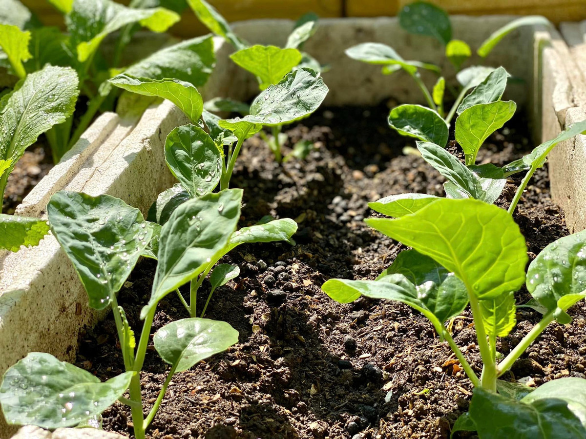 ườn sân thượng rộng 40m2 nên chị Thơm cứ thoải mái trồng rau vụ đông.