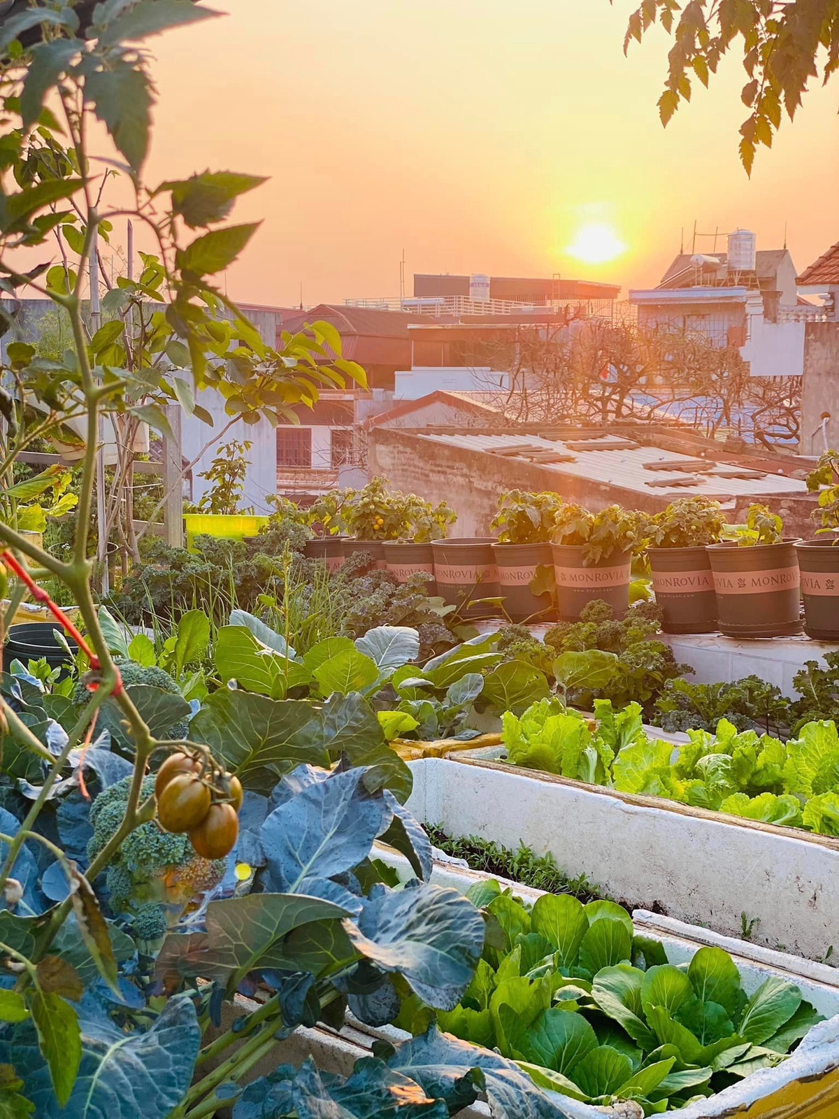 ể từ khi có vườn rau, các con chị Thơm có thêm không gian xanh để khám phá, vui chơi, tránh xa các thiết bị điện tử.