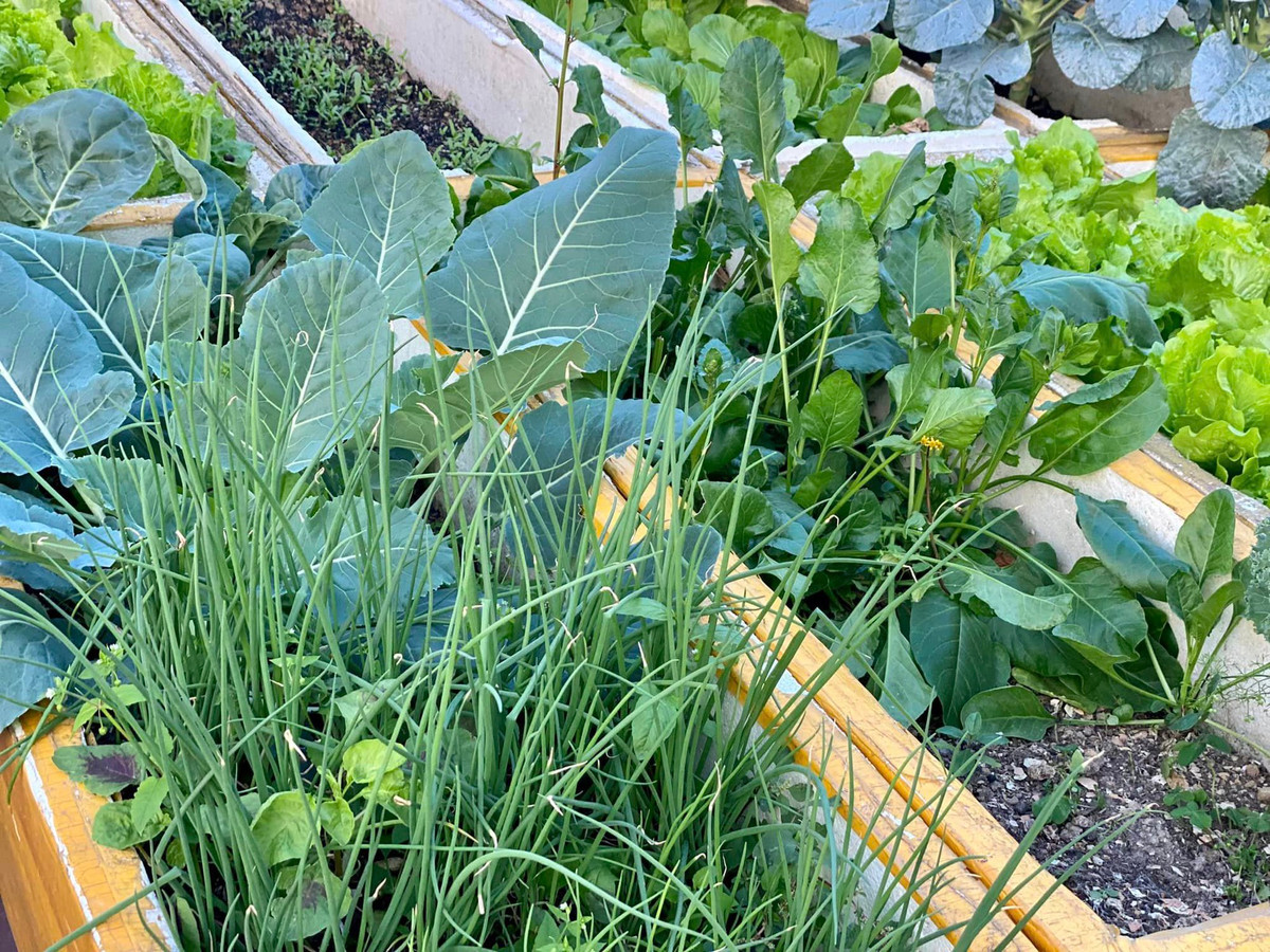 Mỗi ngày chị Thơm dành ra khoảng 1-2 tiếng nhàn rỗi để làm vườn, chăm sóc cây. Con chị cũng được dạy từ nhỏ cách chăm cây, làm vườn, vui chơi trên không gian xanh này. Theo chị Thơm khu vườn ngoài cung cấp rau củ quả cho bữa ăn gia đình thêm sạch sẽ, đảm bảo chất lượng thì còn là môi trường tuyệt vời cho tuổi thơ của con phát triển lành mạnh và hướng ngoại hơn.