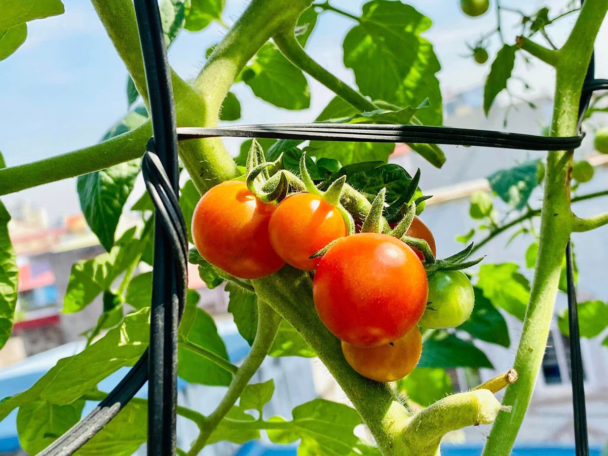 ác cây cối được chị chăm bón cẩn thận nên tốt tươi, sai trĩu.