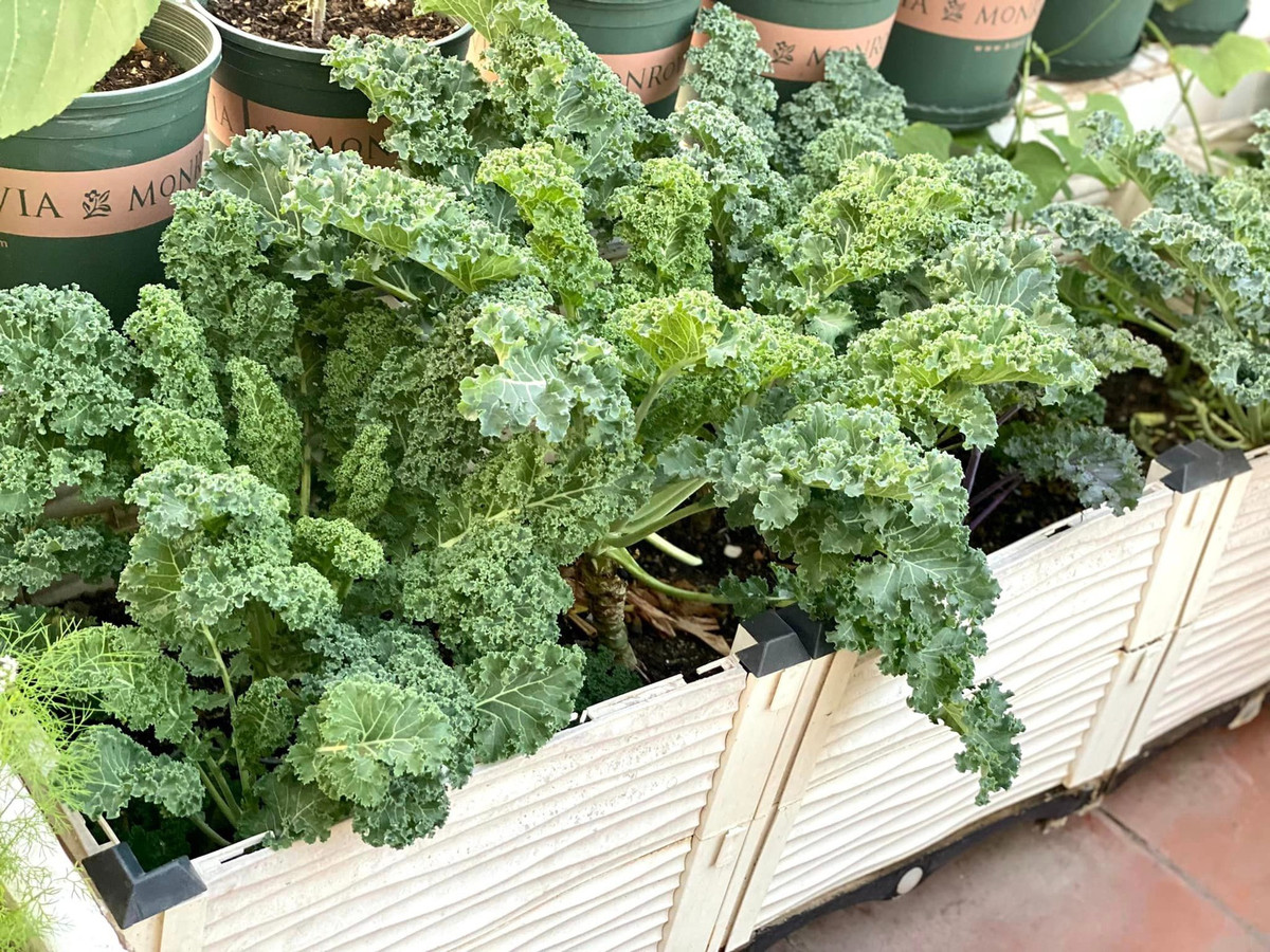 ì là trồng vườn rau trên sân thượng nên chị Thơm cố gắng giữ gìn sạch sẽ, không làm vương đất trên nền.