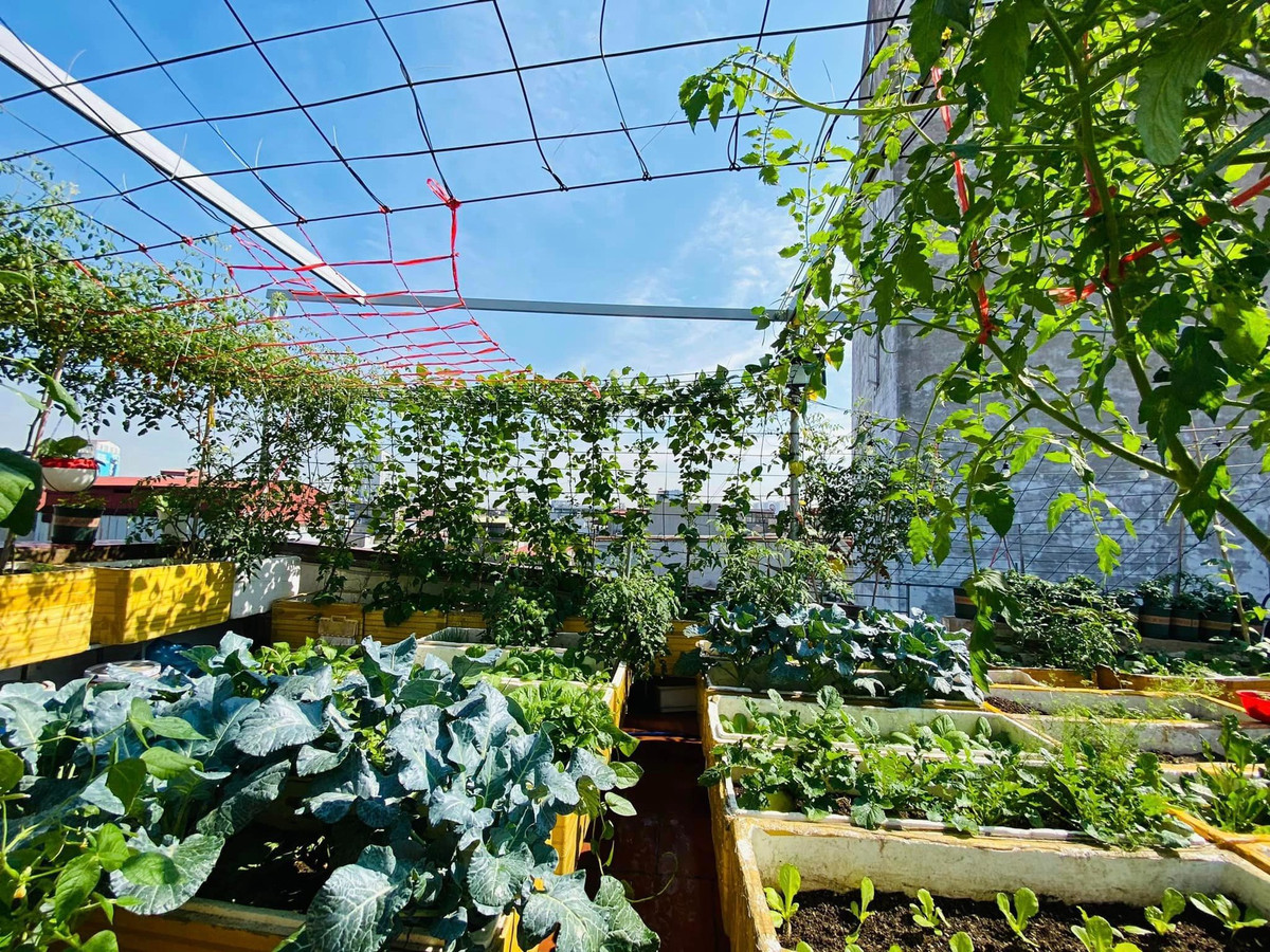 Thời tiết nồm ẩm, mưa phùn mấy ngày nay khiến nhiều người nản chí, lười ra đường. Bởi lẽ không khí ẩm, kéo theo mốc, mùi hôi hám khó chịu. Tuy nhiên, chị Thơm Vũ (hiện đang sống tại Hải Phòng) lại nhận được nhiều lợi ích hơn từ thời tiết này bởi khu vườn nhà chị lúc nào cũng ẩm ướt, là môi trường thuận lợi cho rau trái phát triển.