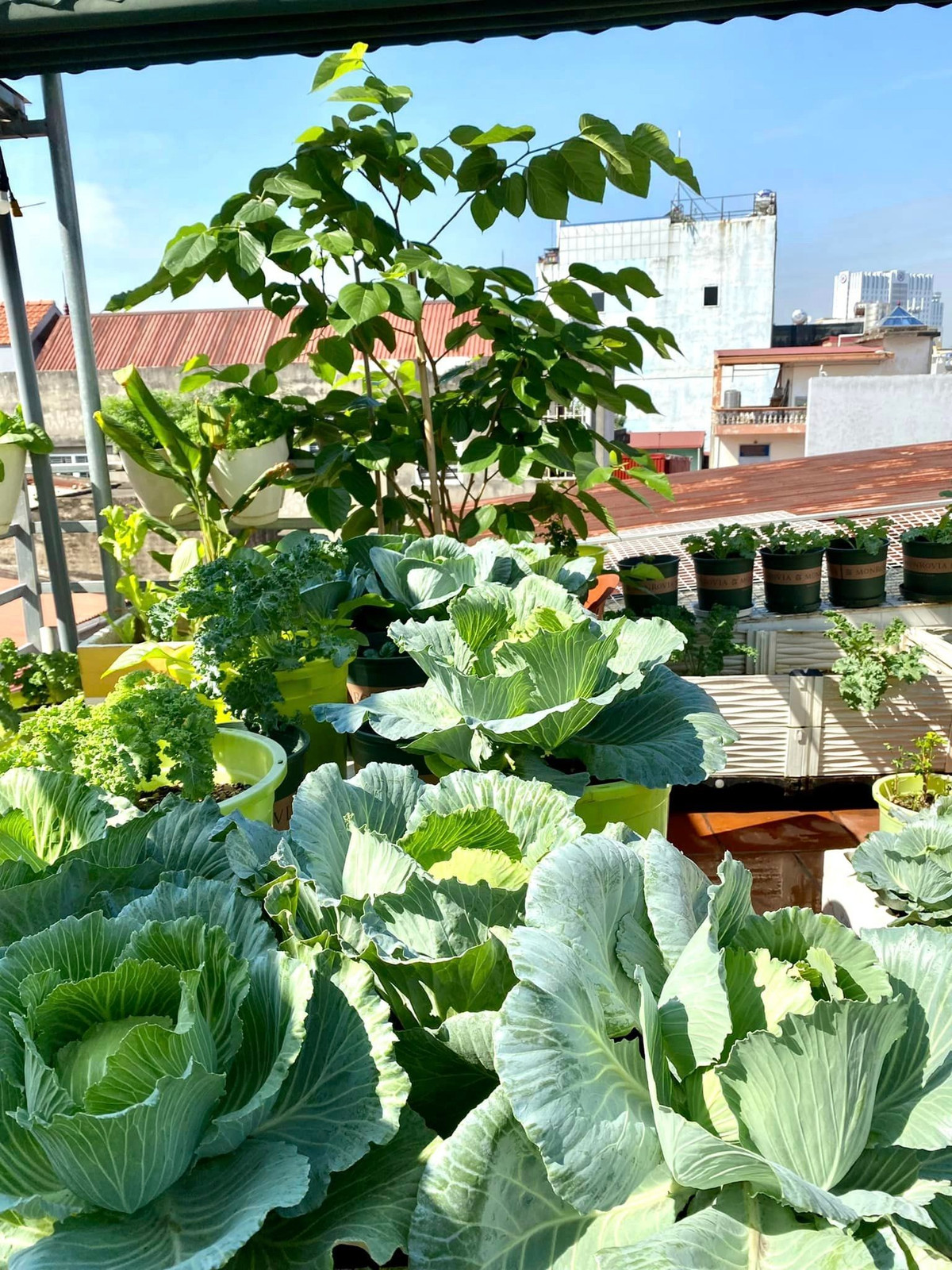 hững cây bắp cải chị trồng có kích thước khủng.