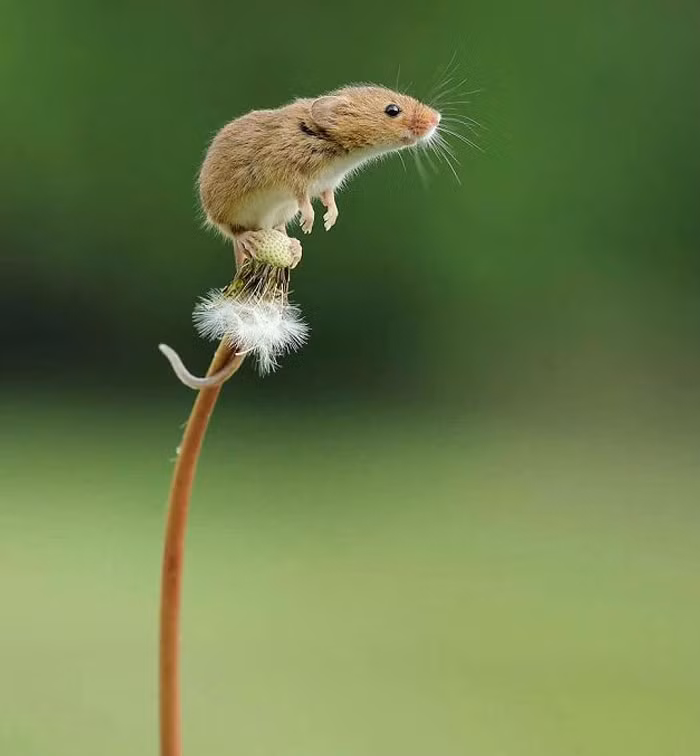 Hẳn là trên ngọn hoa.