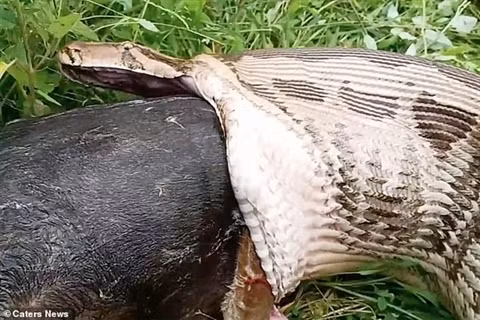 Chỉ mất 14 giây để con trăn nôn ra hết bữa ăn mà nó vừa vất vả có được. Con trăn ngay sau khi nôn bữa ăn đã nhanh chóng rời đi khỏi đó. Không ai rõ nguyên nhân nào khiến con trăn lại phải nôn ra bữa ăn mà nó khó khăn lắm mới có được.