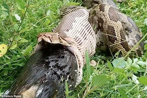 Người chứng kiến cho hay, khi con trăn đang di chuyển trên đám cỏ ở bìa rừng thì nó bất ngờ dừng lại và nôn bữa ăn mới ăn cách đó không lâu. Được biết, phải mất tới nửa giờ để con trăn có thể nuốt trọn con chó to lớn những chỉ mất 14 giây để nó đưa bữa ăn của mình ra ngoài. Có thể thấy thân hình con chó to lớn dần hiện ra. 