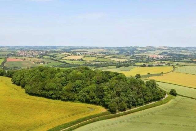 Ky quac ngon nui lua ban voi gia... ca ty dong