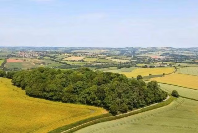 Ky quac ngon nui lua ban voi gia... ca ty dong