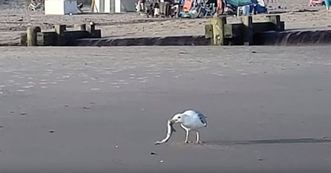 Con mòng biển bắt được cá mập ở vùng biển nông khá đục nơi cá mập con đang kiếm ăn. Người chụp được những bức ảnh này cho biết chồng cô định cứu con cá mập con nhưng cuối cùng quyết định mọi thứ thuận theo tự nhiên, không nên can thiệp vào. Là loài chim biển hung dữ, mòng biển không tha cho bất cứ thứ gì chúng có thể ăn được