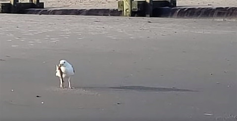 Mòng biển ném cá mập từ bên này sang bên kia trước khi thả nó xuống bãi cát rồi lại bắt nên để giết chết con mồi trước khi ăn. Nỗ lực của cá mập con không thể mang lại kết quả vì kẻ săn mồi quá hung dữ và nó đang ở trên cạn. Cuối cùng, nó chấp nhận số phận trở thành bữa ăn cho loài chim biển này. Ảnh: Cá mập con nỗ lực nhưng rồi cũng phải chịu khuất phục