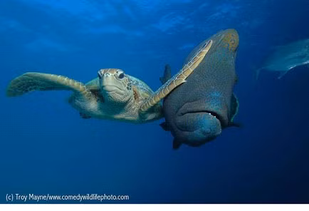 "Cá kia, tránh đường cho “đại ca” rùa đi nào"