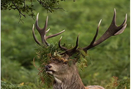 Chú hươu tưởng chừng sắp cáu điên với mớ rau cỏ bùng nhùng trên đầu