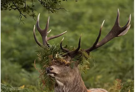 Chú hươu tưởng chừng sắp cáu điên với mớ rau cỏ bùng nhùng trên đầu