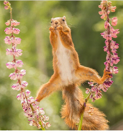 Chú sóc dẻo dai này sẽ là ứng cử viên sáng giá cho chức vô địch thế vận hội động vật 