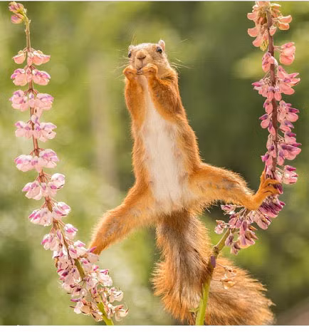 Chú sóc dẻo dai này sẽ là ứng cử viên sáng giá cho chức vô địch thế vận hội động vật 