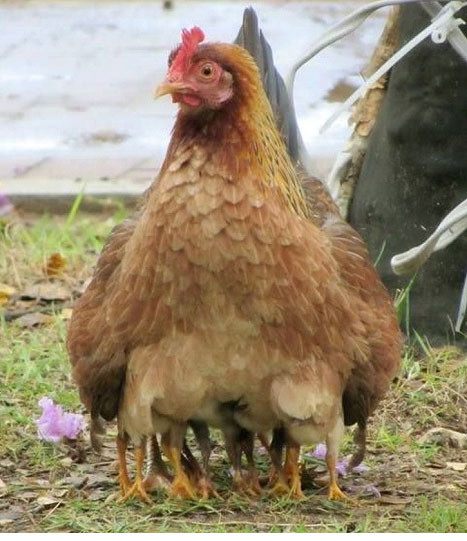 “Tá hỏa” với nàng gà mái… nhiều chân nhất thế giới