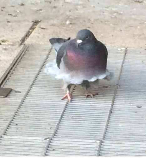 “Cô đào bốc lửa” Marilyn Monroe của họ nhà Chim tái xuất./.