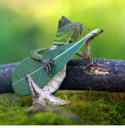  "Chưa thấy nhạc sĩ thằn lằn bao giờ à?"