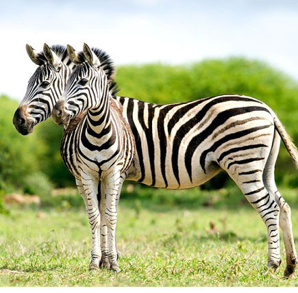  Góc tạo dáng hoàn hảo của hai chú ngựa vằn khiến người xem một phen hoa mắt