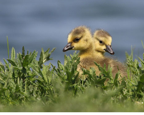 Nhìn qua cứ tưởng là một chú vịt con… hai đầu
