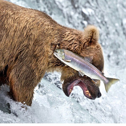  Hình ảnh độc lạ khiến ai cũng liên tưởng chú cá dành cho gấu nọ một cú tát trời giáng vì cái tội tham ăn