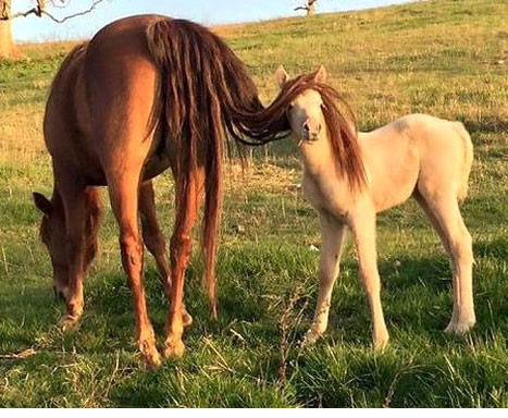  “Bộ tóc” ấn tượng của chú ngựa con đỏm dáng