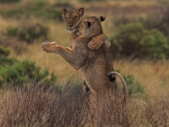 Khoảnh khắc thân mật của 2 vị chúa sơn lâm.