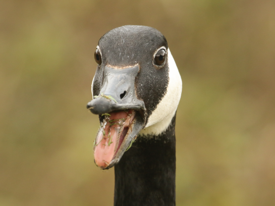 Các loài động vật cũng có những khoảnh khắc "không thể hiểu nổi", chẳng hạn như biểu cảm của chú ngỗng này.