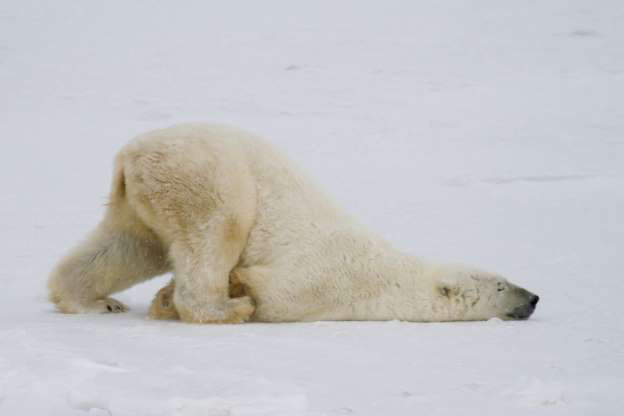 Chú gấu Bắc cực này dường như đã có một ngày dài bận rộn.
