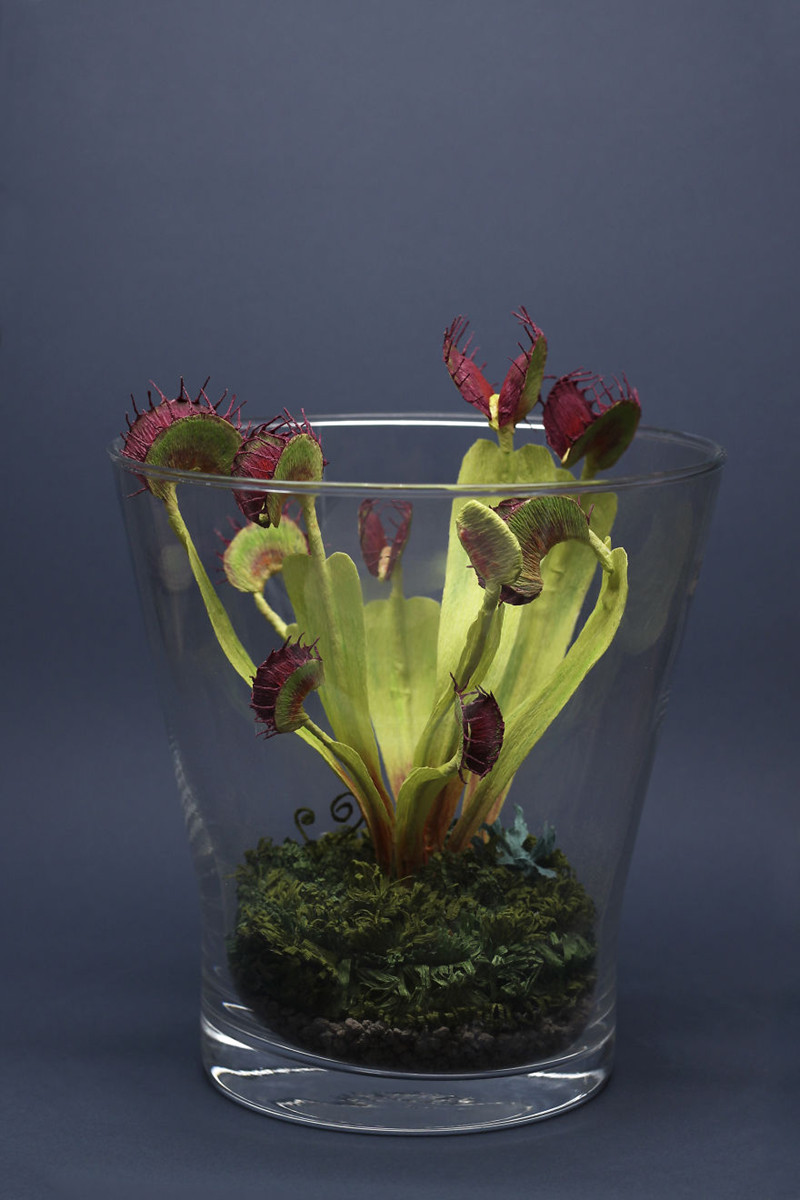 Cây bắt ruồi Venus là một trong những tác phẩm "phi truyền thống" đầu tiên của Tina Kraus.