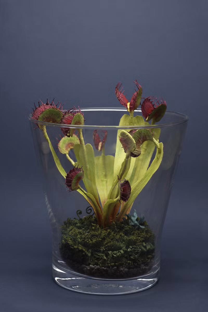 Cây bắt ruồi Venus là một trong những tác phẩm "phi truyền thống" đầu tiên của Tina Kraus.