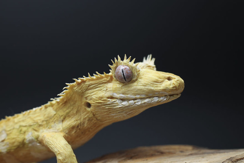 Sau các loại côn trùng "dễ làm", Tina bắt đầu muốn làm những thứ khó hơn, và tắc kè Crested là ý tưởng mới, nhưng kết quả cũng thật bất ngờ.