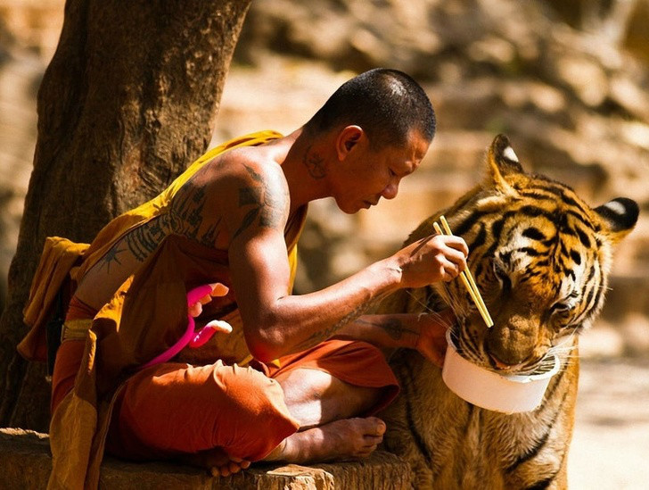 Một nhà sư đang cho hổ ăn.