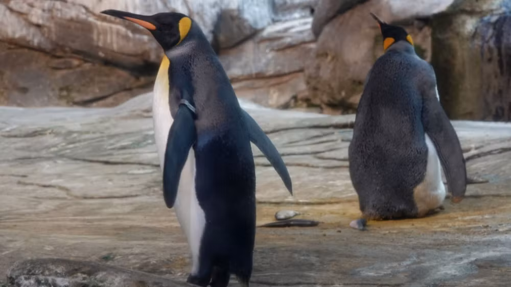 Them khat co con, cap chim canh cut dong tinh lam dieu 