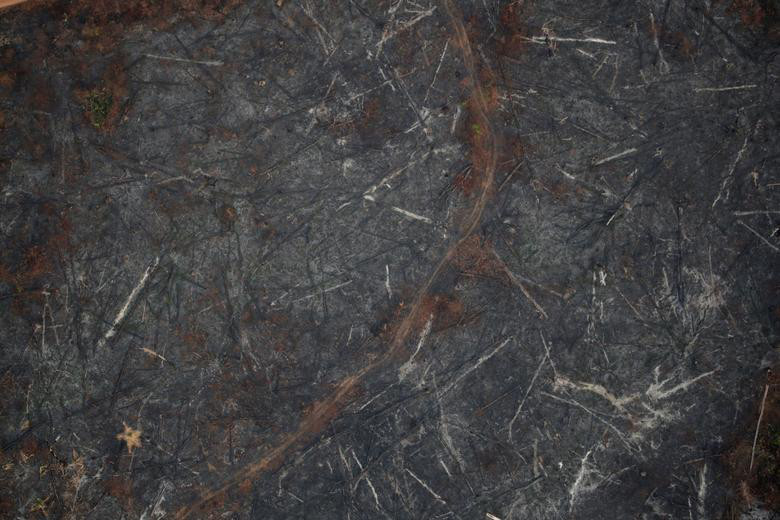 Những khu rừng không còn màu xanh ở bang Rondonia, Brazil ngày 21/8. 