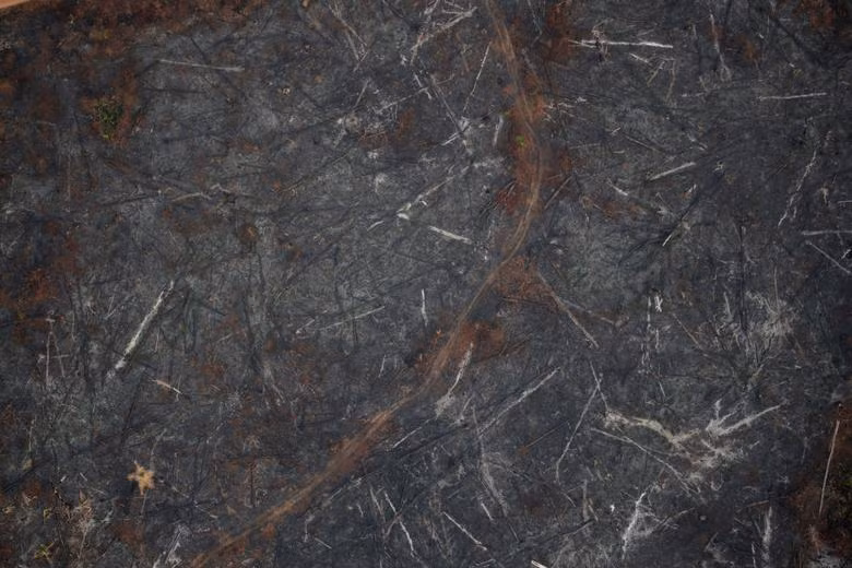 Những khu rừng không còn màu xanh ở bang Rondonia, Brazil ngày 21/8. 