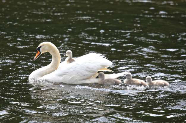 Con thiên nga con ngồi trên lưng mẹ khi 3 anh chị em khác bơi sau đuôi.