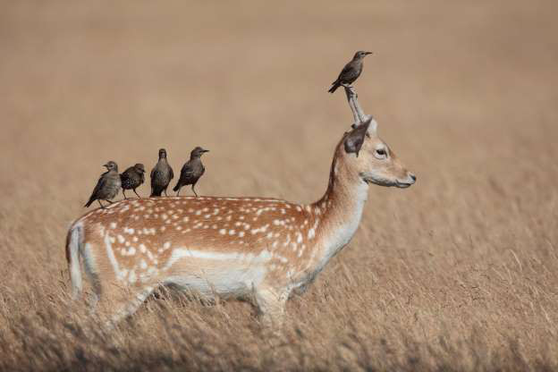 Một đàn sáo đá trên lưng hươu sao.
